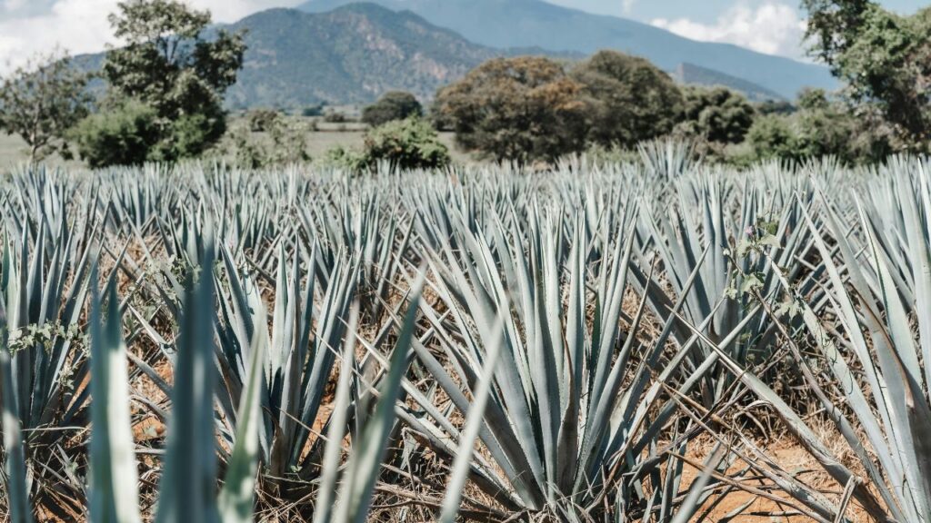 Jalisco será la capital de los grandes destilados de América Latina en 2026