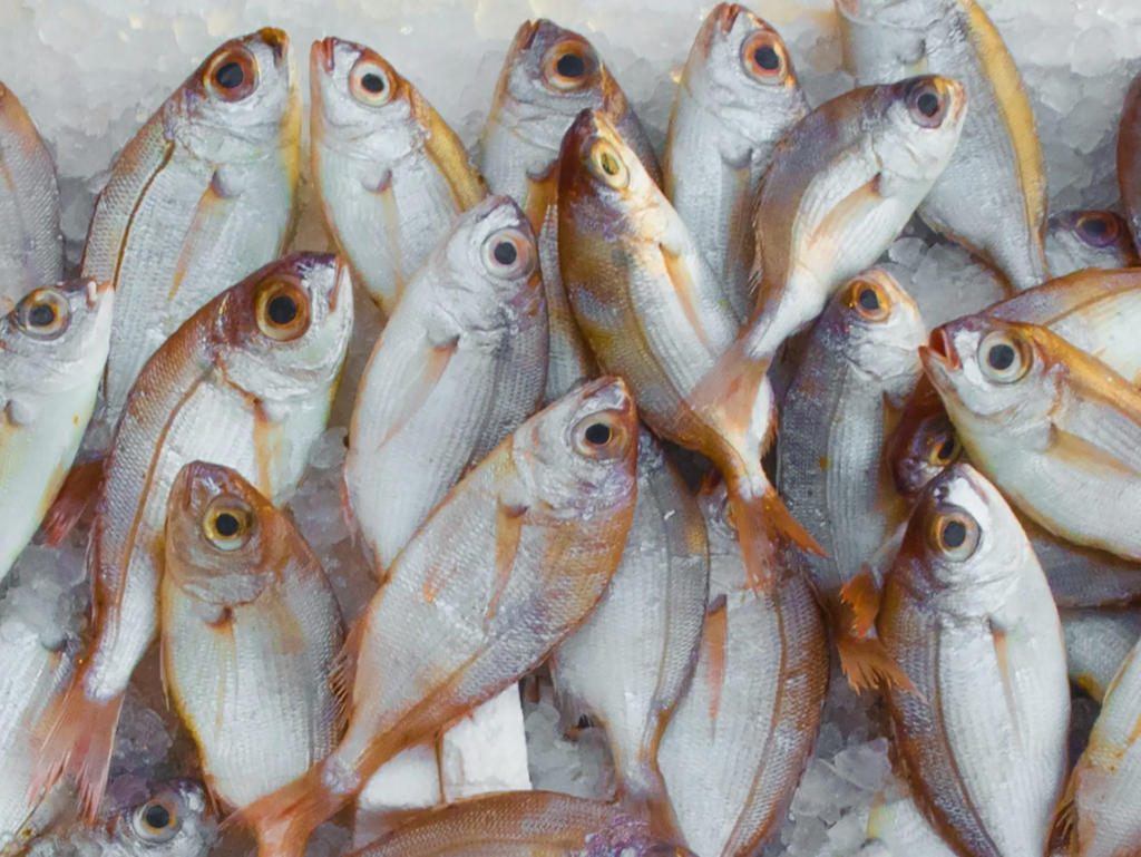 Siga estas recomendaciones para el consumo seguro de pescado y mariscos en Semana Santa