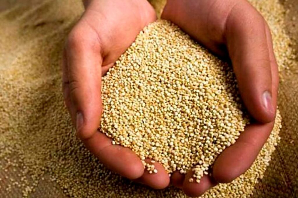 Conoce las bondades nutricionales de la quinua, el grano de oro de los Andes 