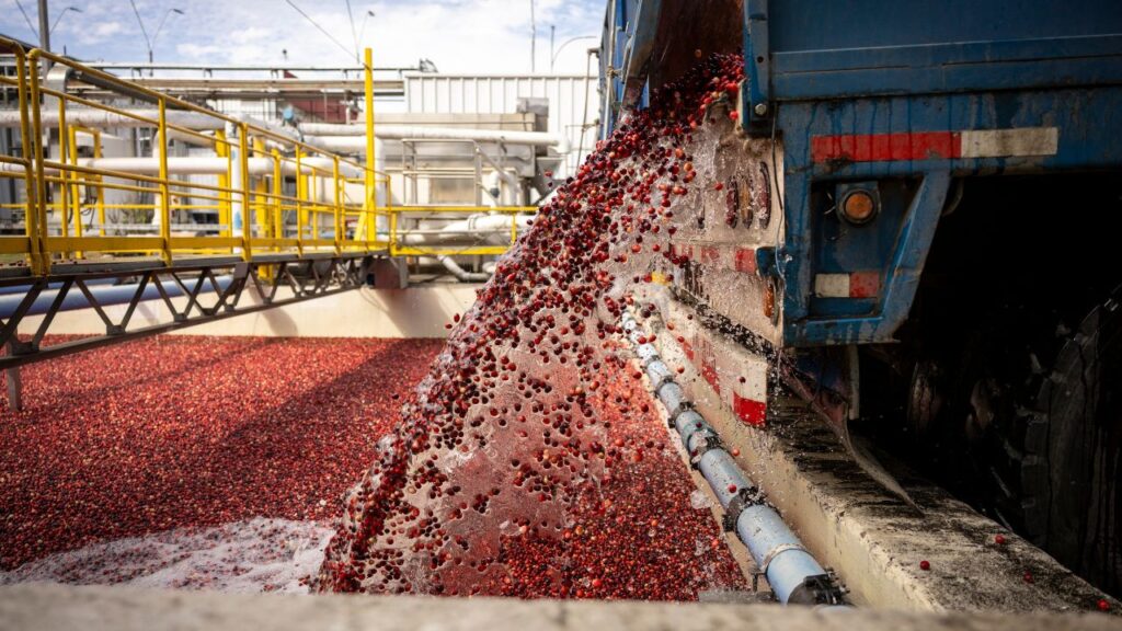 Cranberry, un versátil y nutritivo fruto chileno