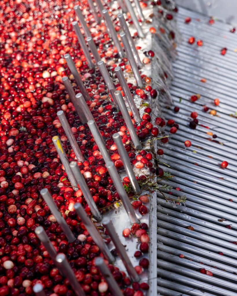 Cranberry, un versátil y nutritivo fruto chileno