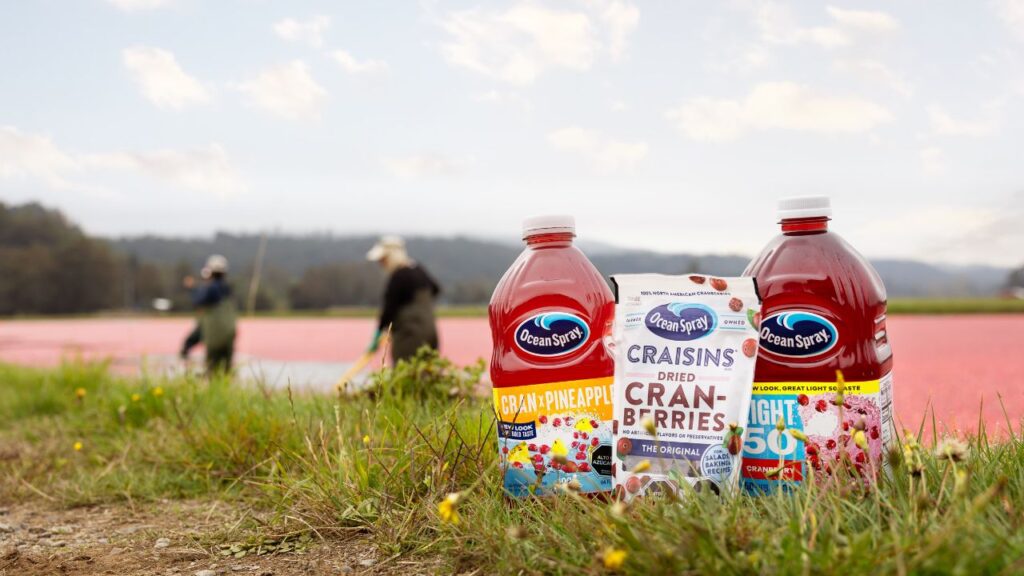 Cranberry, un versátil y nutritivo fruto chileno