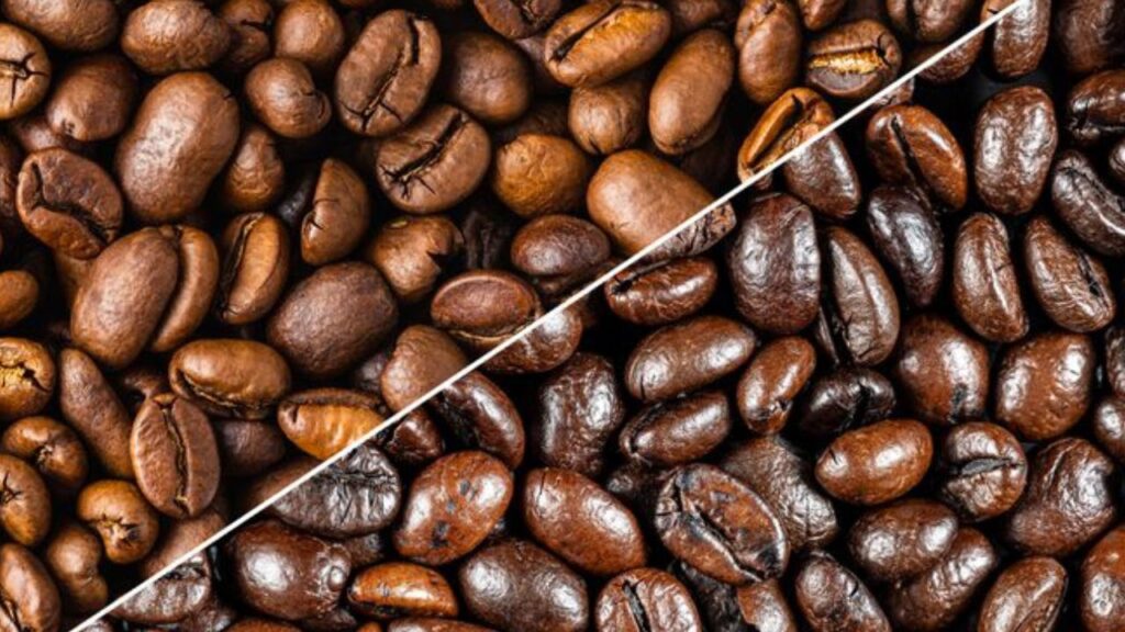 ¿Cuáles son las diferencias entre los granos de café Arábica y Robusta?