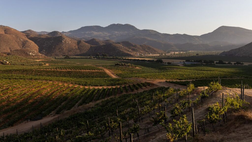 L.A. Cetto celebra su vendimia 98 con nuevos vinos