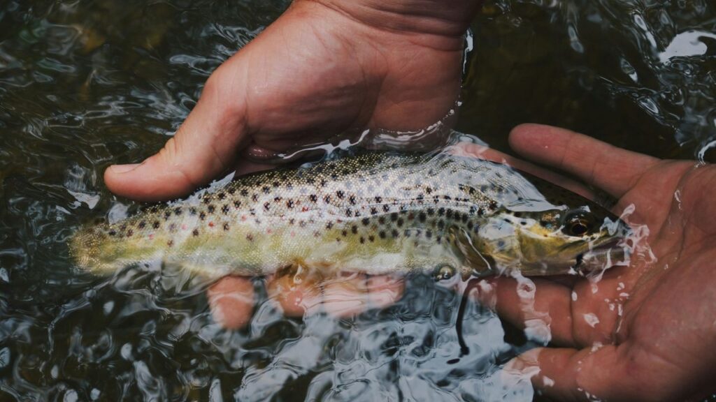Sé parte del "Día de los Océanos y la Gastronomía Sostenible" con #PescaConFuturo