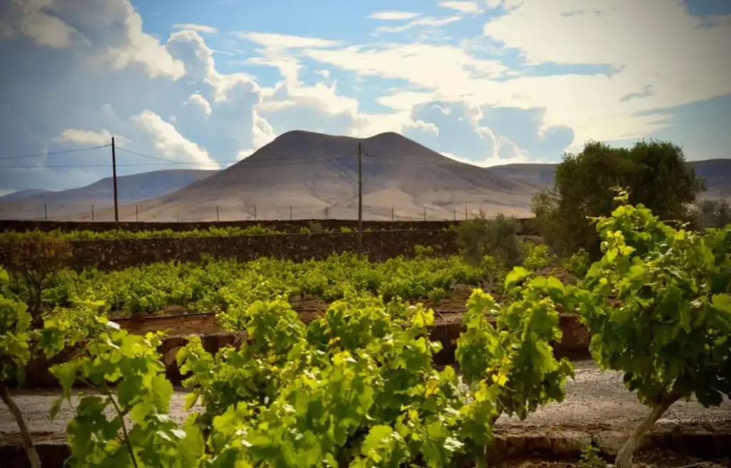 Bodegas Conatvs: entre copas y volcanes, el alma vinícola de Fuerteventura