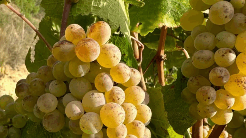 Rioja auténtica