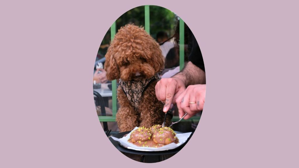 Día del Perro: el top 5 para ir de date con tu lomito
