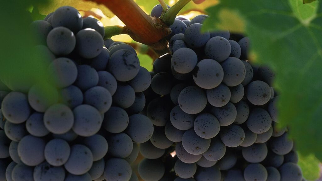 Una nueva expresión del terroir: Monte Xanic lanza Syrah 100% orgánico