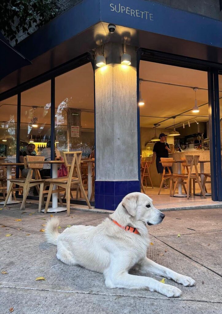 Día del Perro: el top 5 para ir de date con tu amigo de cuatro patas
