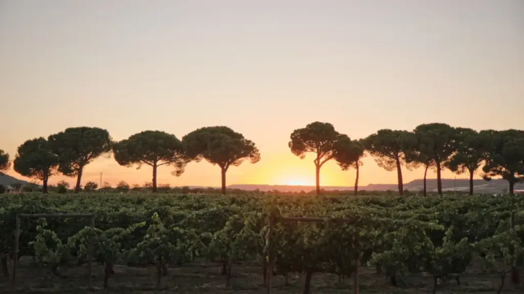 Villacreces Sunset 2025: vino, música y atardeceres en la Ribera del Duero