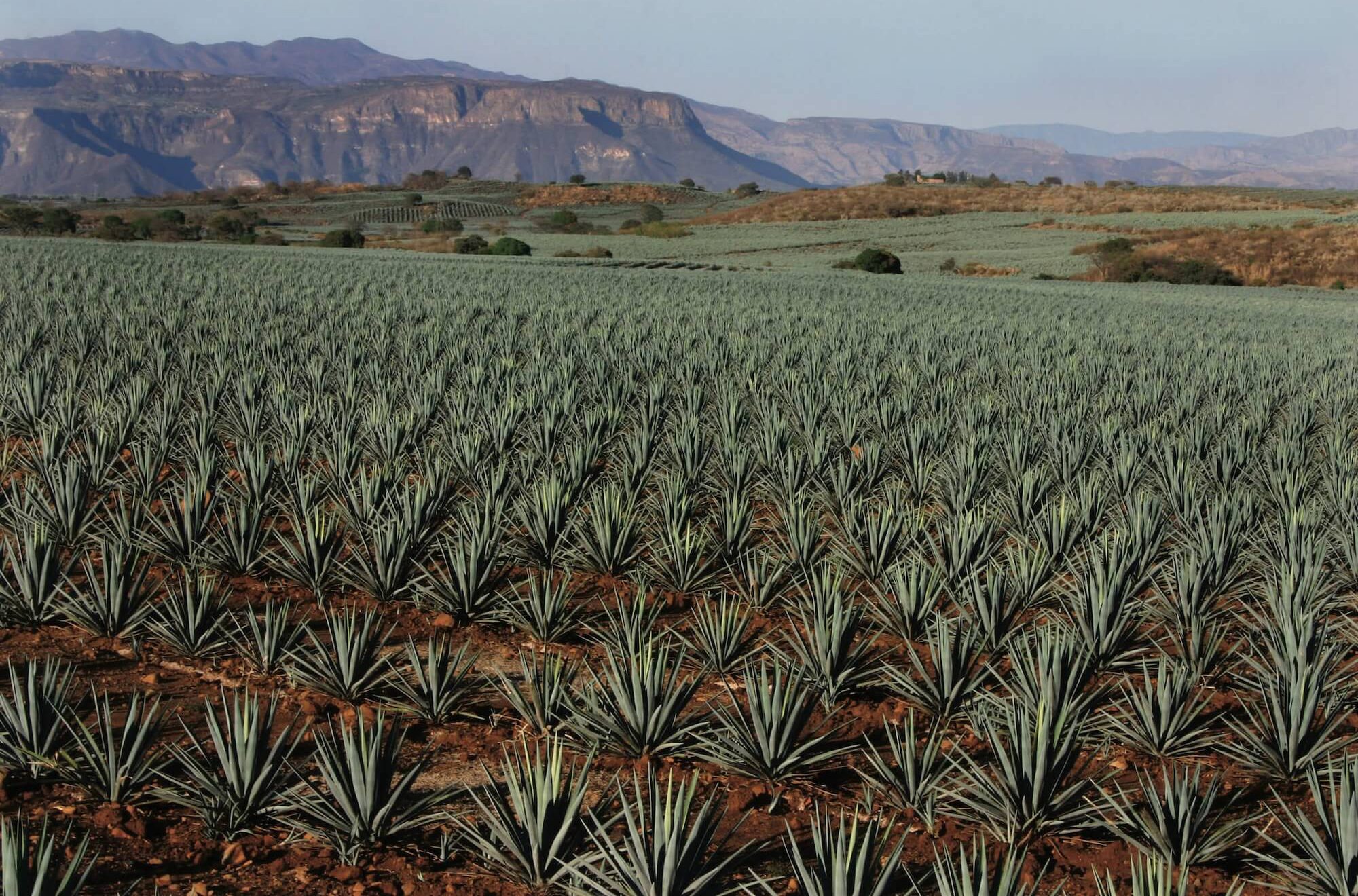 Jalisco se convierte en el epicentro mundial de los espirituosos