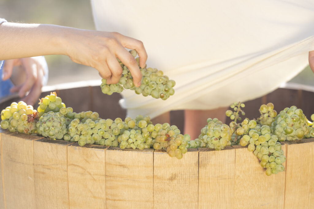 Bodegas Cetto: el vino mexicano más premiado continúa conquistando el mundo 