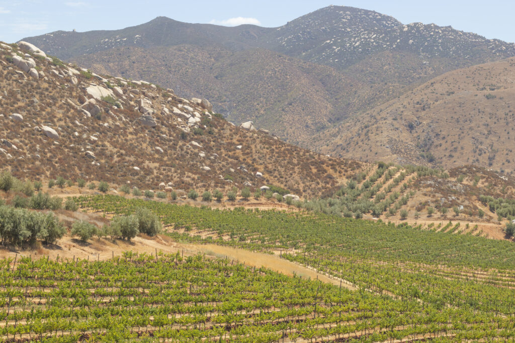 Bodegas Cetto: el vino mexicano más premiado continúa conquistando el mundo 