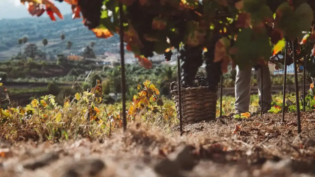 Canary Wine: la vendimia más temprana del hemisferio norte
