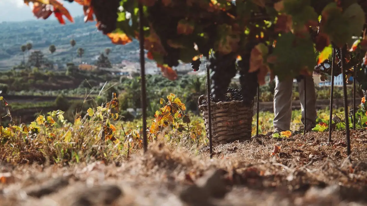Canary Wine: la vendimia más temprana del hemisferio norte