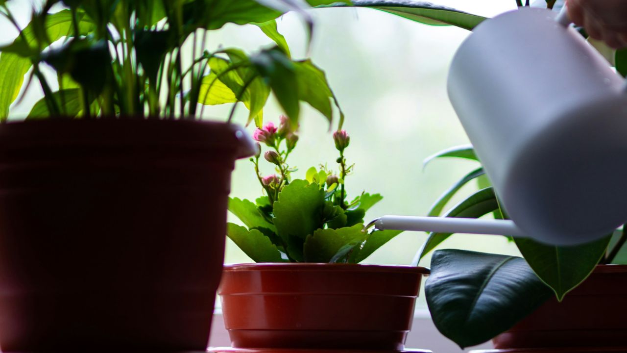Alimentos que sirven como composta para tus plantas