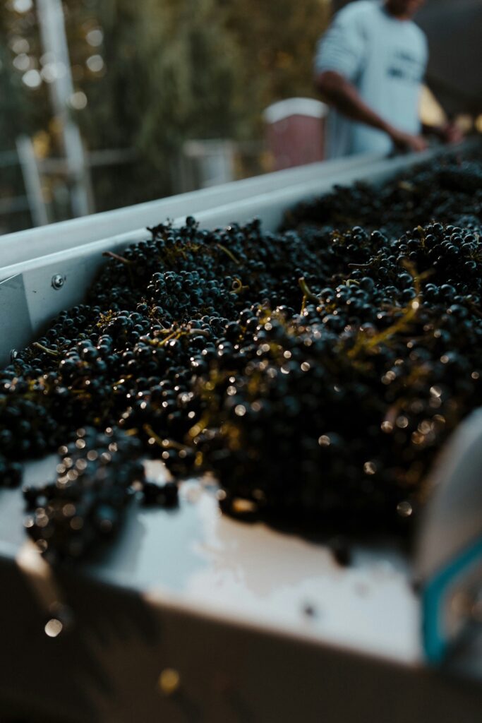 Si te encanta el Pinot Noir, apunta esta región vinícola