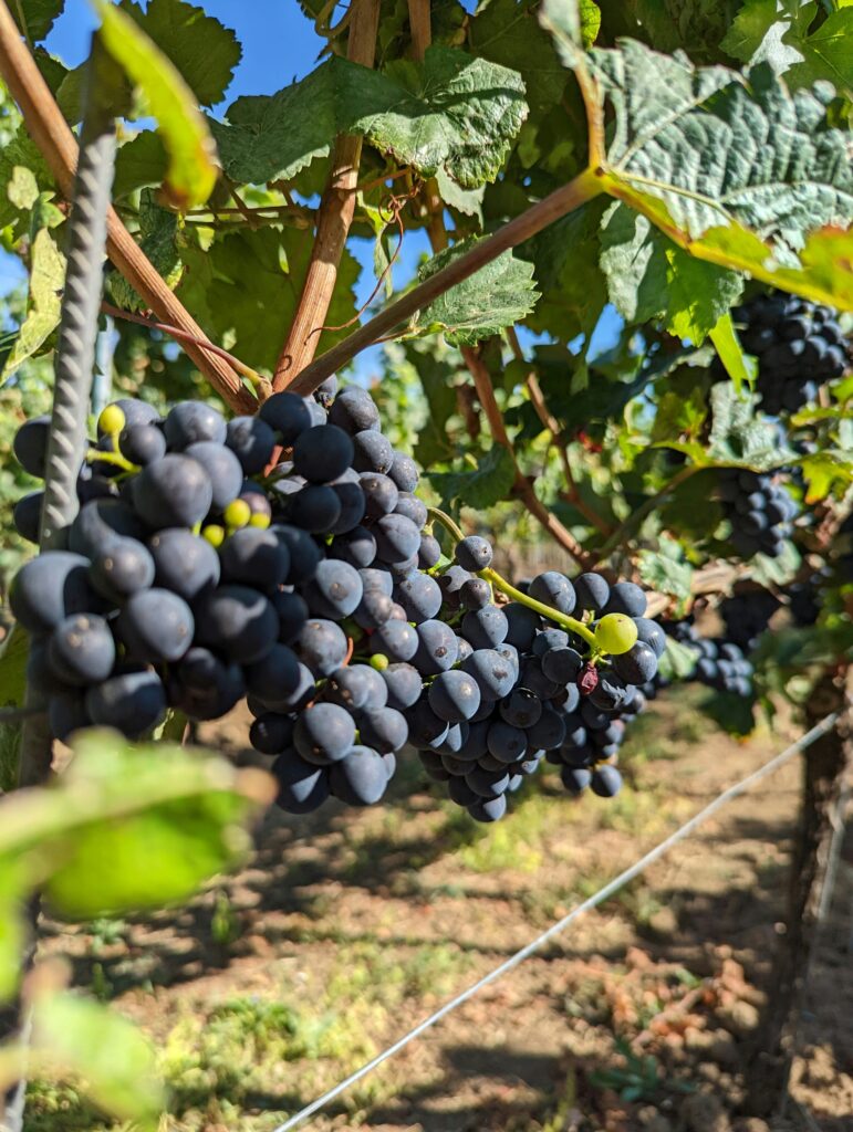 Si te encanta el Pinot Noir, apunta esta región vinícola