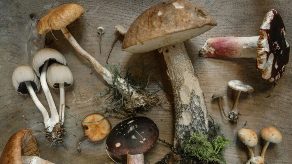 Los hongos como alimento sagrado y medicina ancestral en México