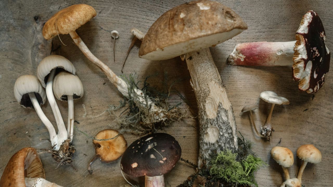 Los hongos como alimento sagrado y medicina ancestral en México