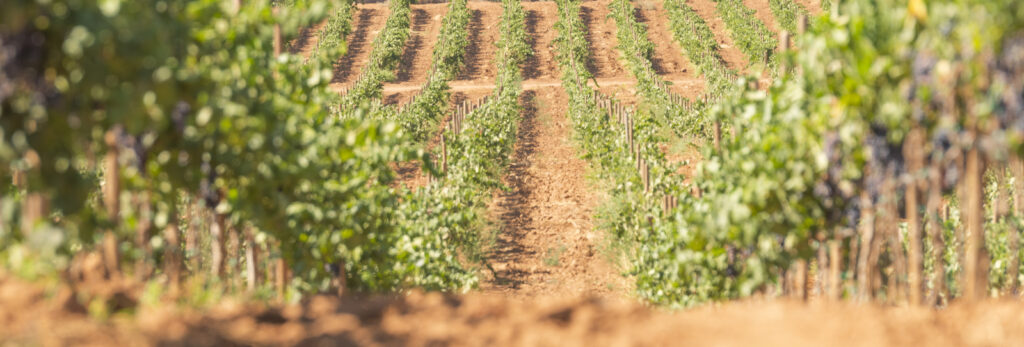 Bodegas Cetto celebra su tradicional Fiesta de Colores en el Valle de Guadalupe