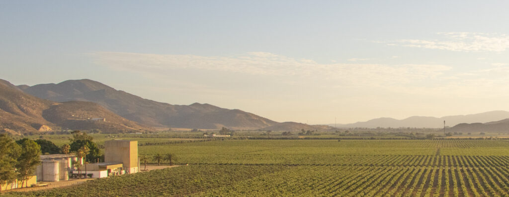 Bodegas Cetto celebra su tradicional Fiesta de Colores en el Valle de Guadalupe  