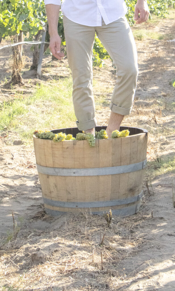 Bodegas Cetto celebra su tradicional Fiesta de Colores en el Valle de Guadalupe