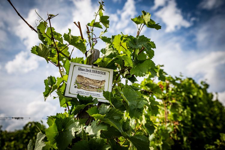 El viñedo que una vez curó a un arzobispo medieval — con Riesling