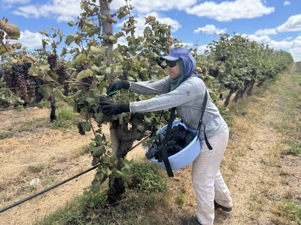 El terroir de los trópicos: Vale do São Francisco, una región vinícola improbable de Brasil 