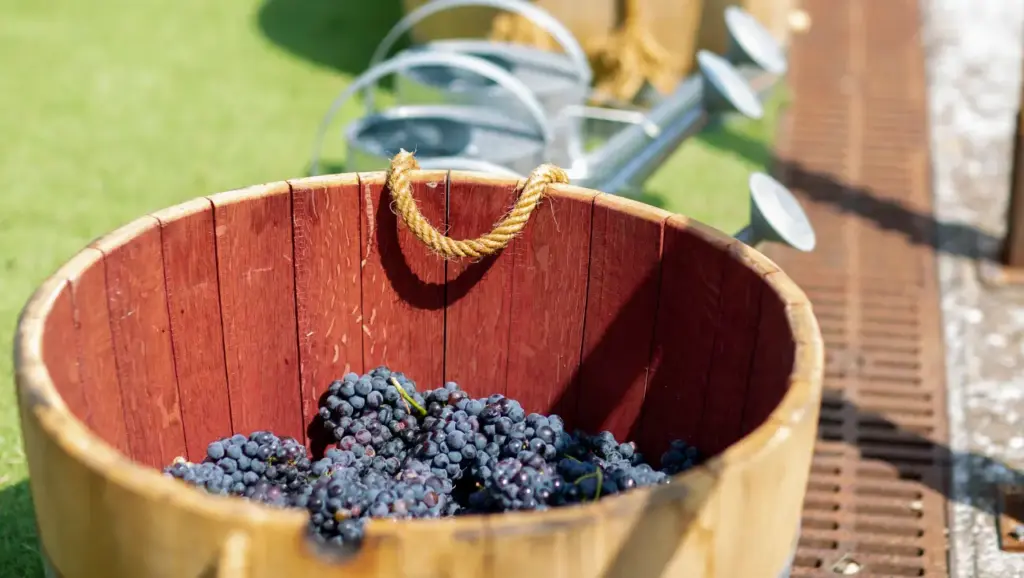 Vendimia en Otazu: vive experiencias únicas de vino, arte e historia cerca de Pamplona