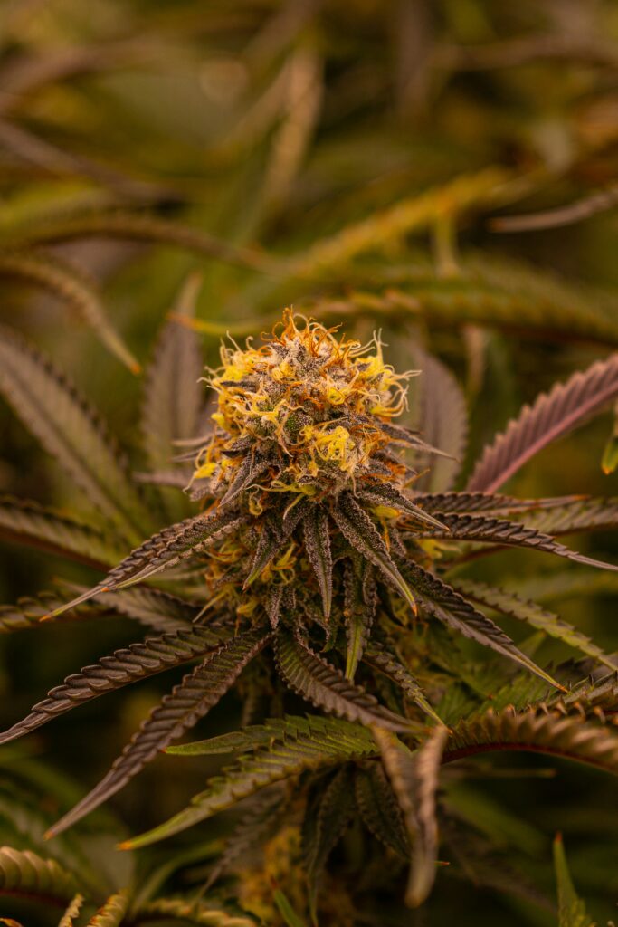 Alcohol vs. THC: ¿Cuál es la opción más saludable?
