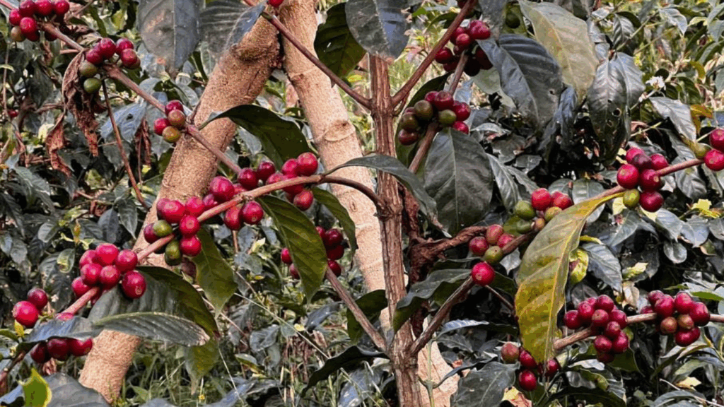 Adelitas del Café llaman a la solidaridad