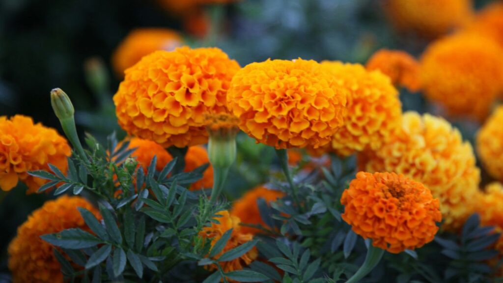 3 recetas para aprovechar la flor de cempasúchil