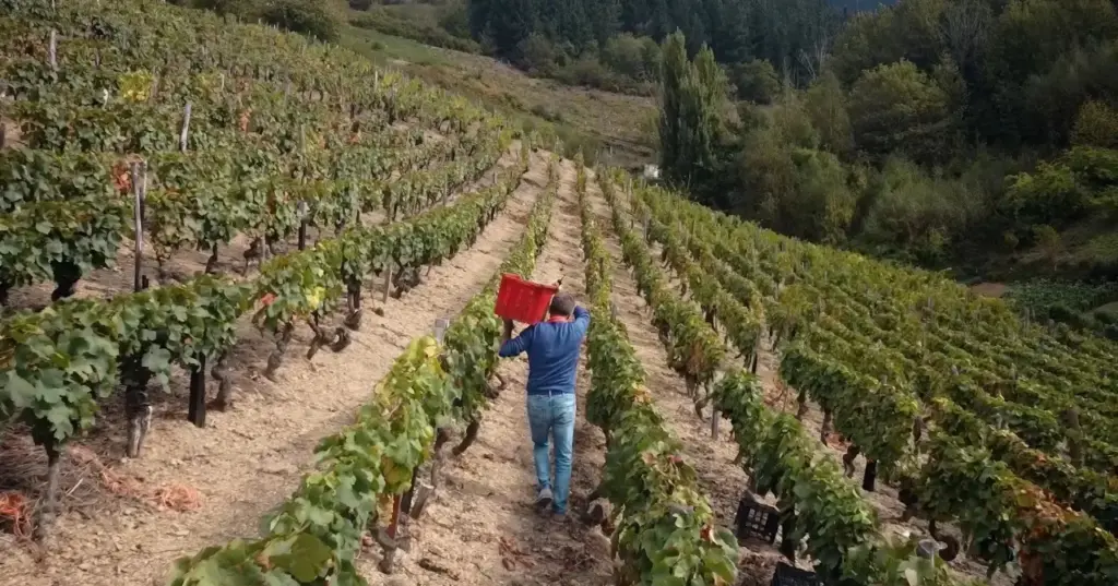 Escolinas: el vino que despierta a Cangas del Narcea Escolinas: el vino que despierta a Cangas del Narcea