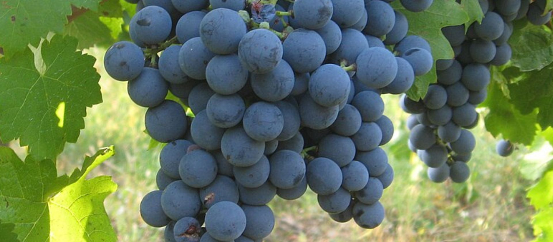Carménère, el tesoro chileno que encontró su casa lejos de Burdeos