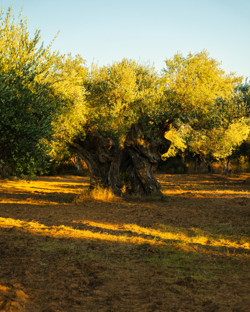 El toque griego que redefine la autenticidad, aceite de oliva Mánamu