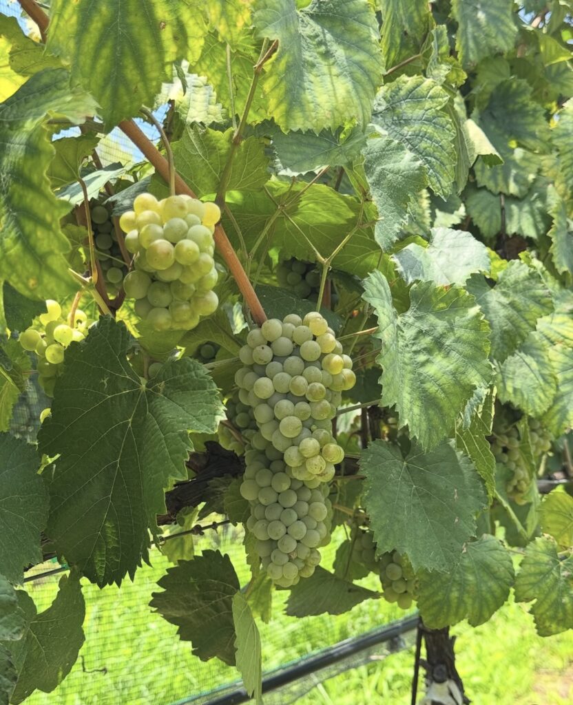 Altos Norte: vinos que nacen de la tierra y regresan a ella