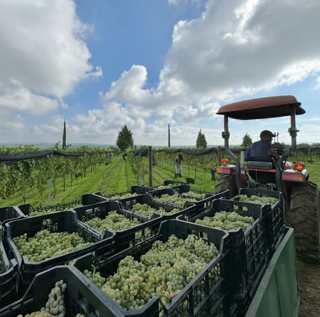 Altos Norte: vinos que nacen de la tierra y regresan a ella
