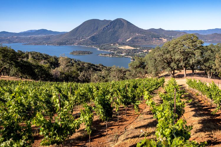 Lagos: una sutil influencia en los vinos más cautivadores del mundo