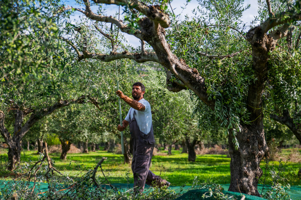 El toque griego que redefine la autenticidad, aceite de oliva Mánamu 