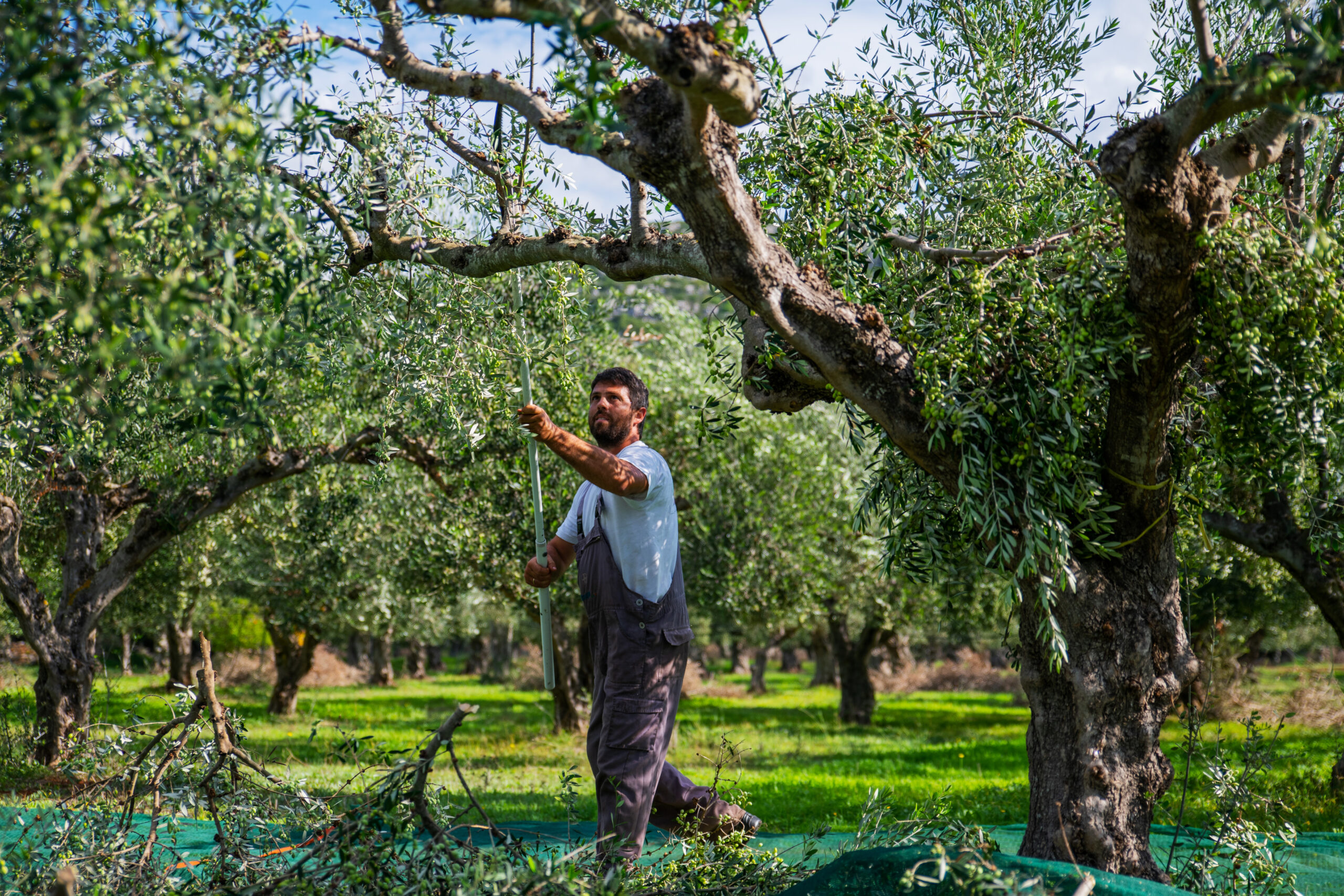 El toque griego que redefine la autenticidad, aceite de oliva Mánamu El toque griego que redefine la autenticidad, aceite de oliva Mánamu
