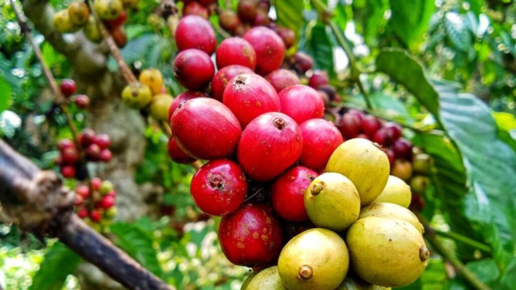 Café Liberica: la posible solución al estrés climático en cafetales