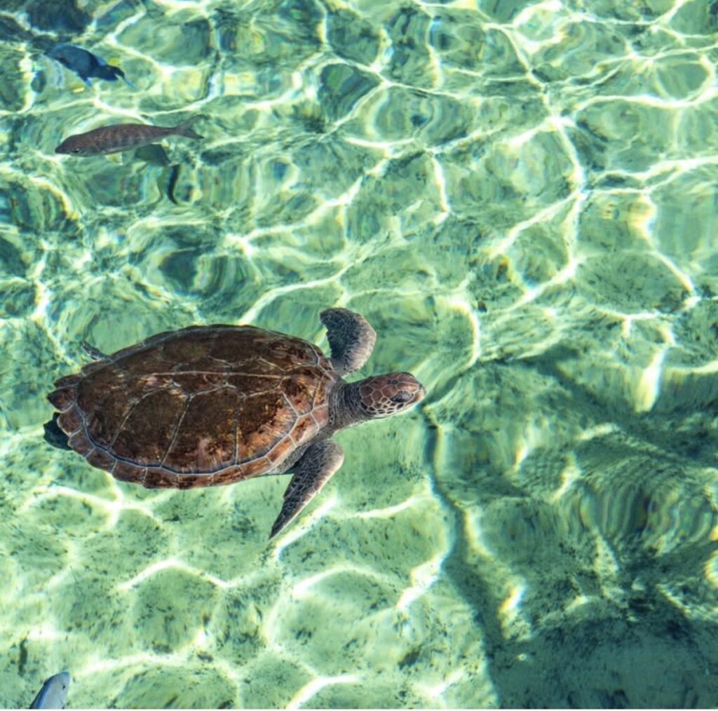Islas Caimán: un fin de semana entre el mar y la mesa