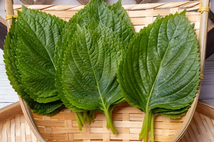 Las 8 verduras de hoja verde más ricas en nutrientes