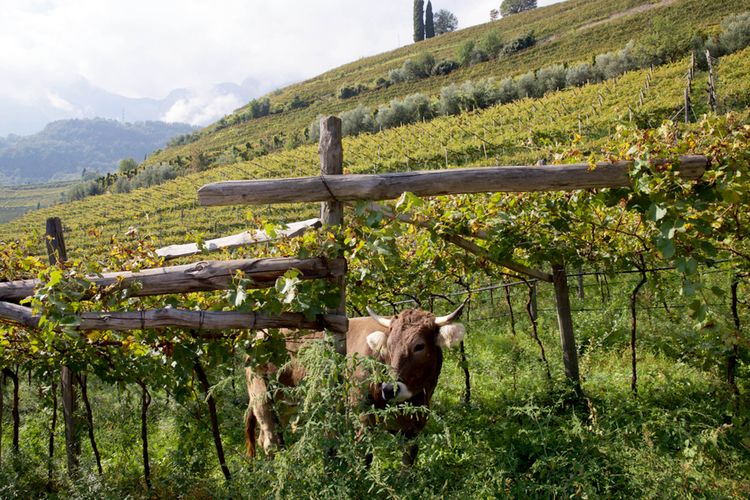 Por qué algunos de los vinos más atractivos no están ligados a un año