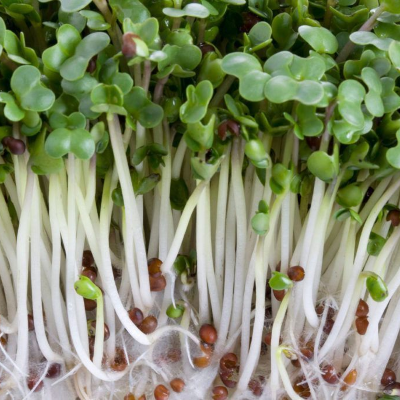 Brotes de brócoli y sus efectos sobre el azúcar en sangre
