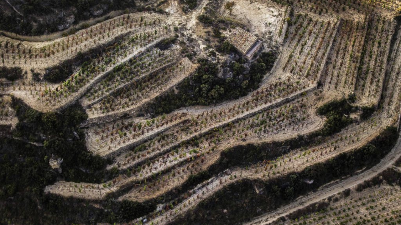 Prueba el exclusivo acervo de pequeñas parcelas de Rioja Alavesa en este wine corner
