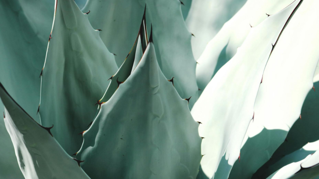 MEZCALFEST.MX XII Edición: destilados artesanales, gastronomía y arte en la CDMX
