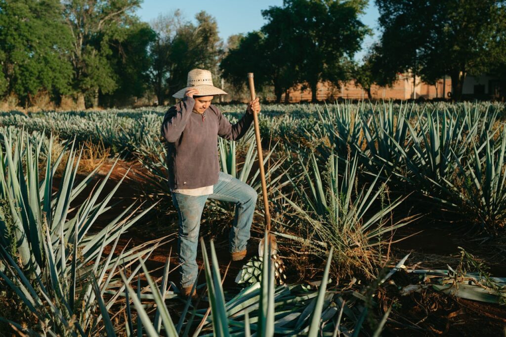 MEZCALFEST.MX